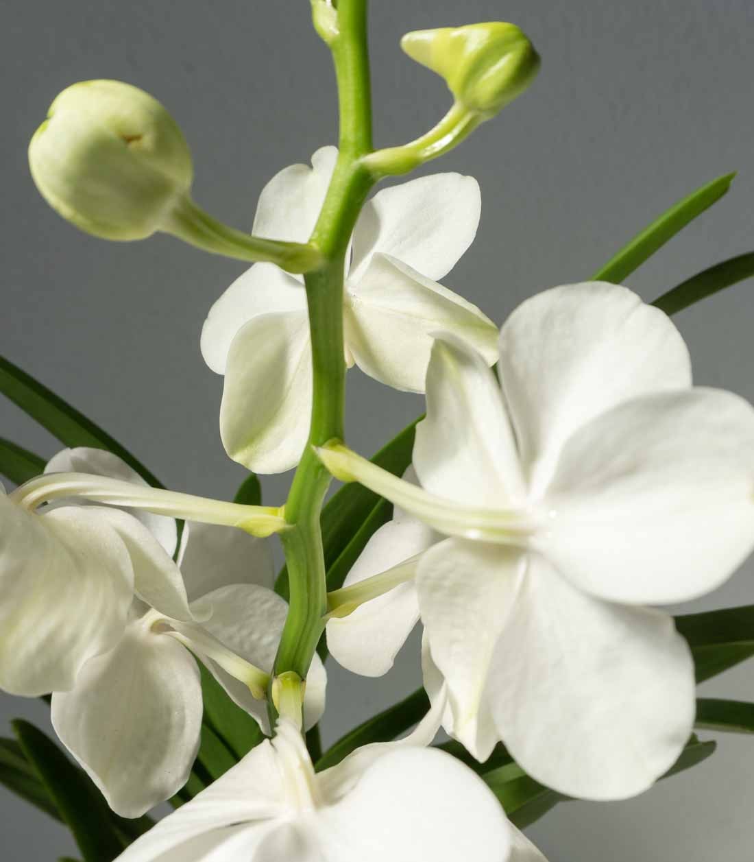 Orchidea Vanda in vaso di vetro