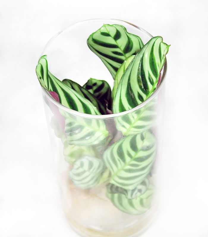 Calathea idroponica