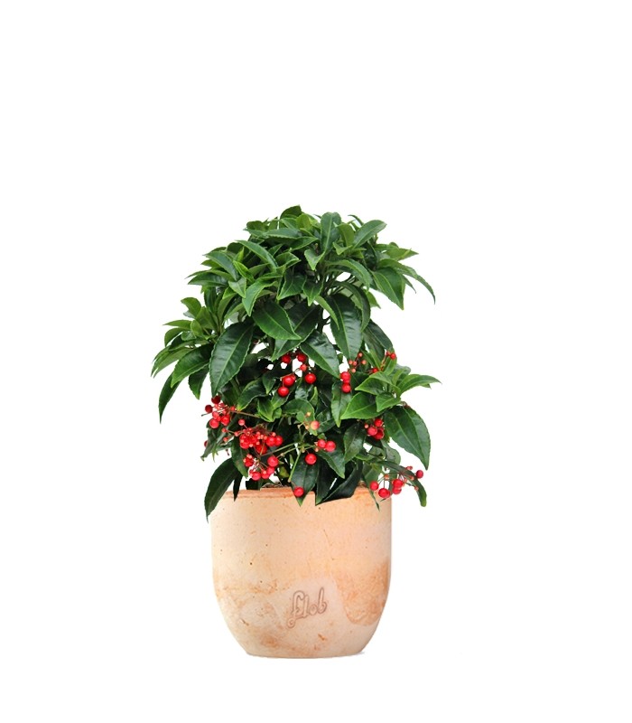 Ardisia
