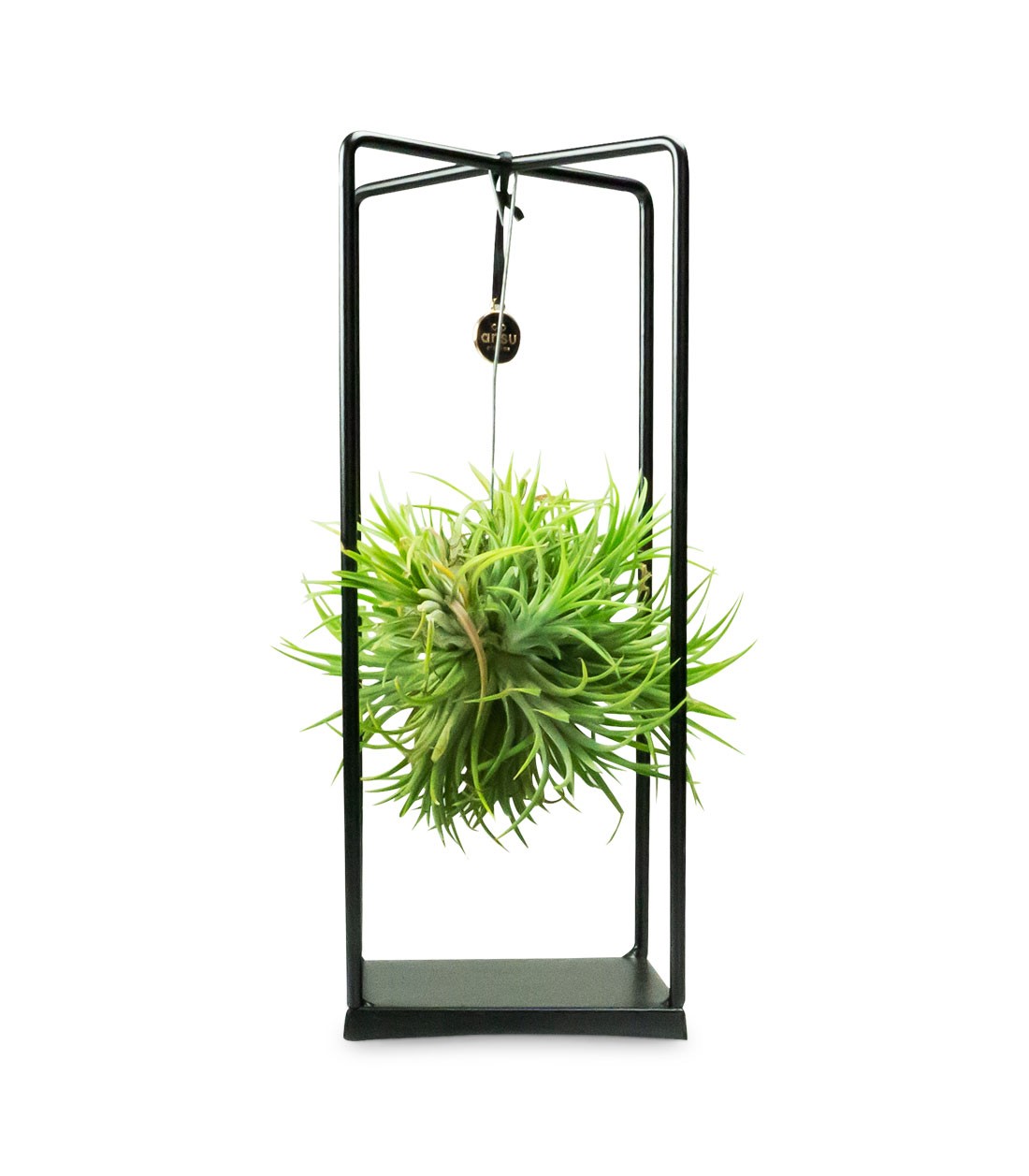 Tillandsia con supporto in ferro