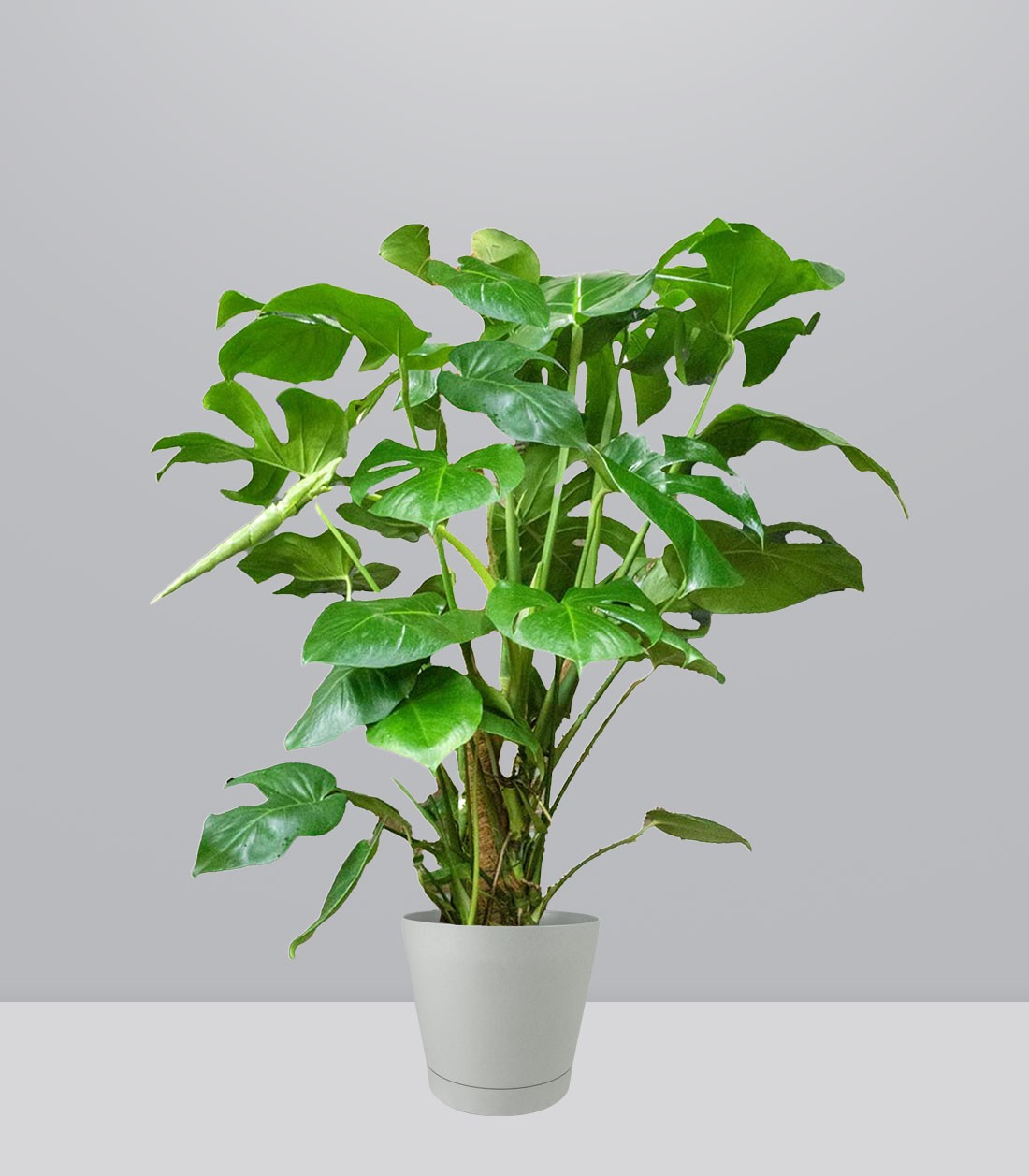 Filodendro Monstera, pianta alta