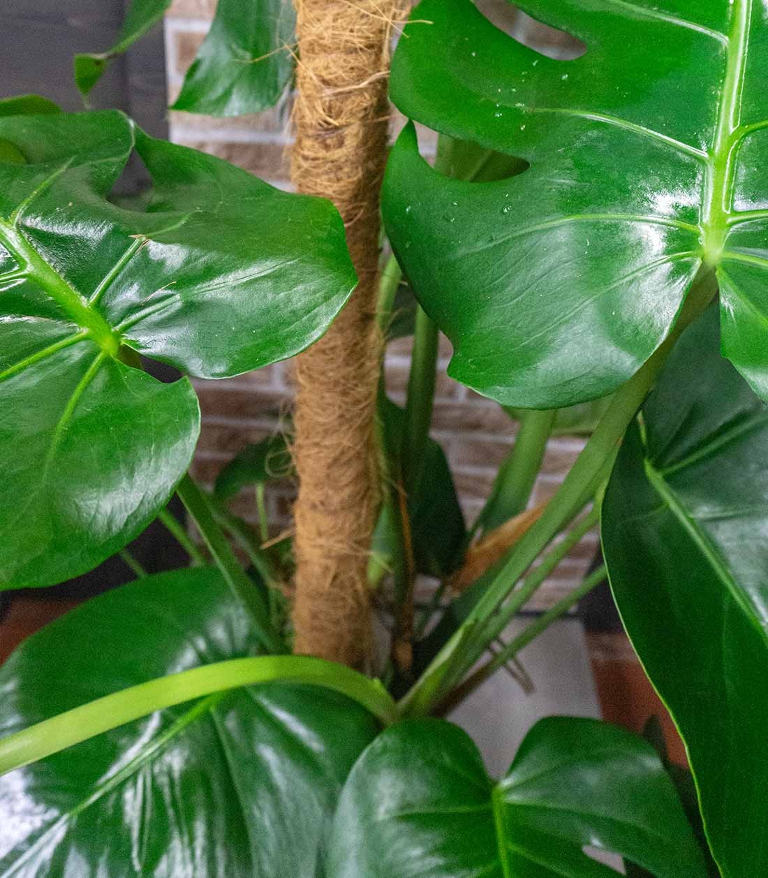 Filodendro Monstera, pianta alta