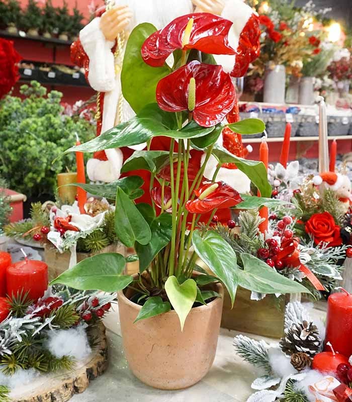 Anthurium