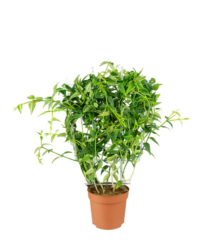 Hoya Bella – Pianta Elegante | Altezza 45 cm