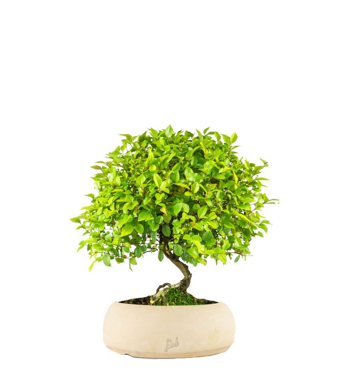 Sageretia Bonsai