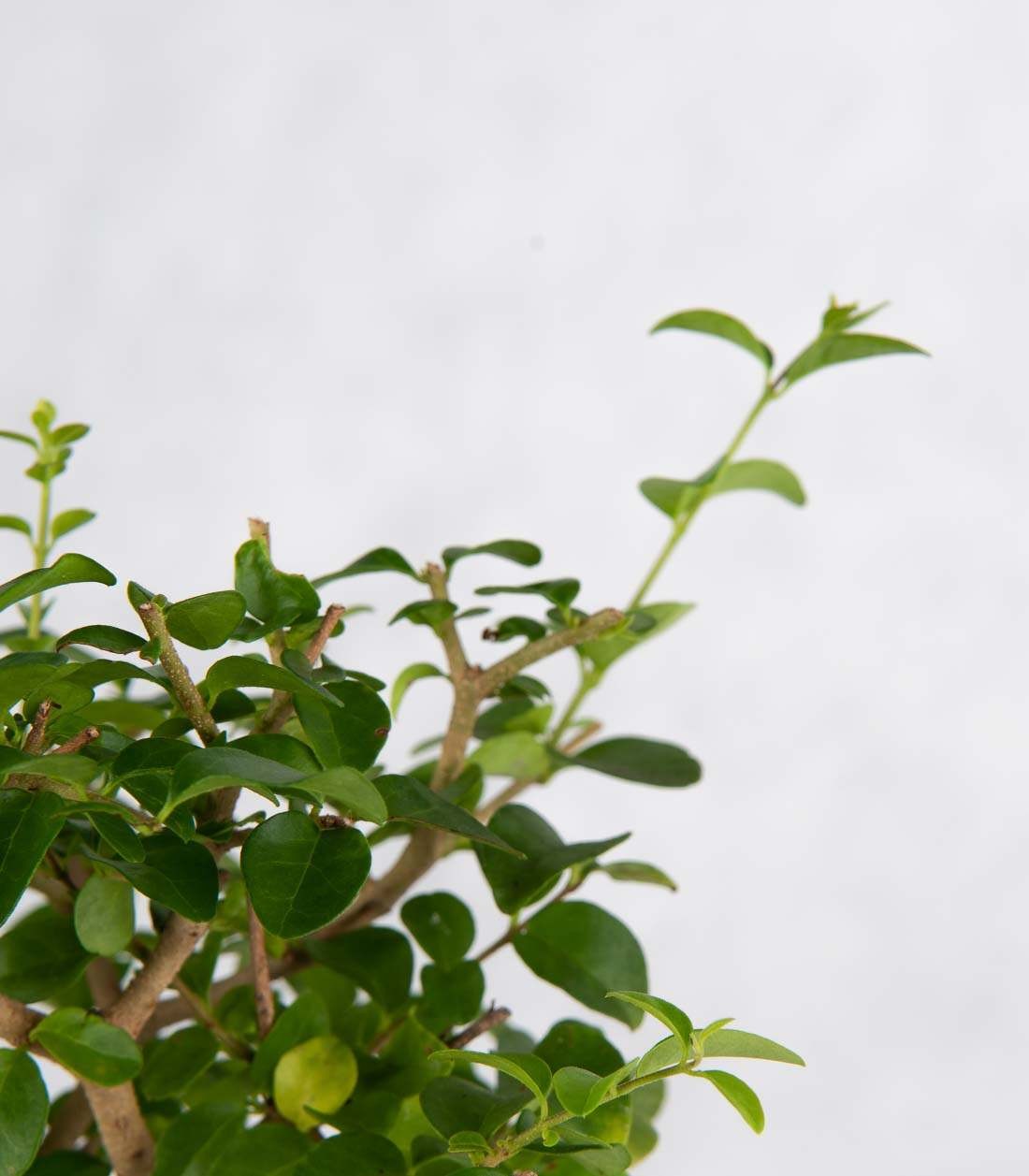 Sageretia Bonsai