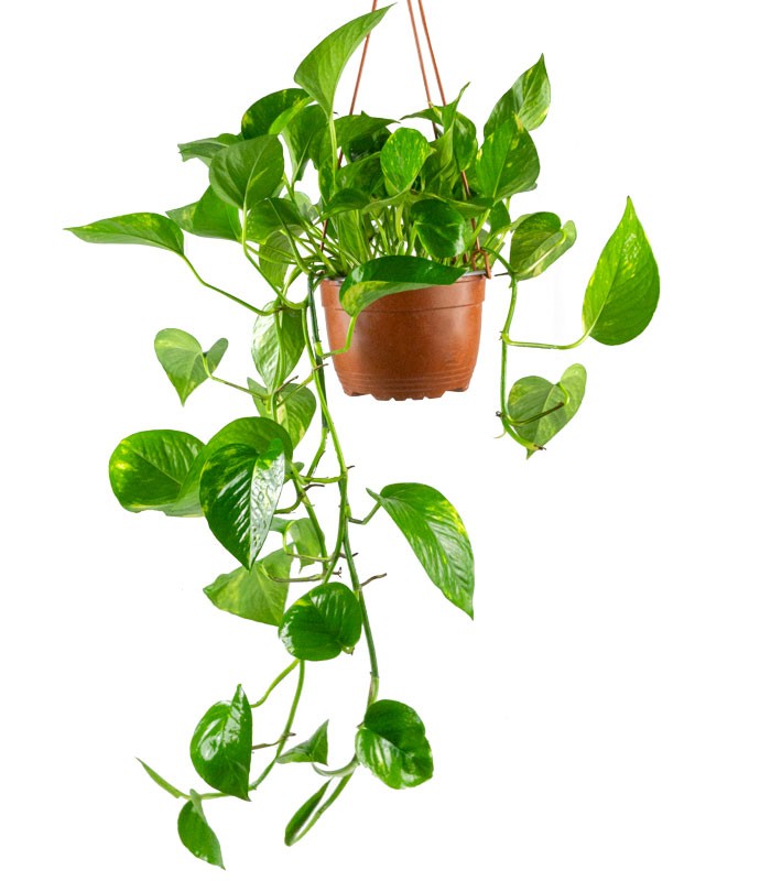 Pothos