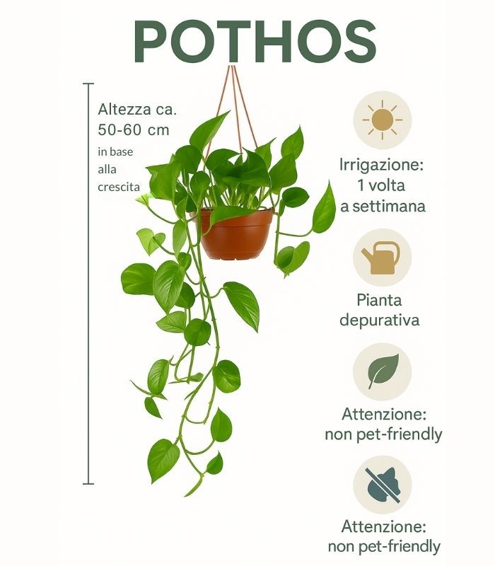 Pothos