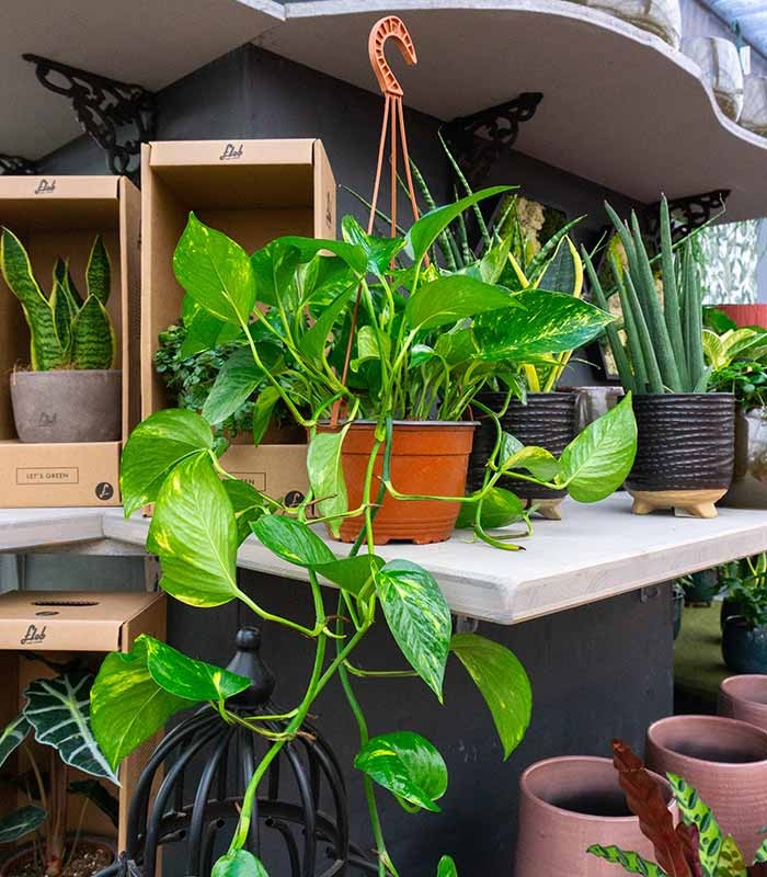 Pothos
