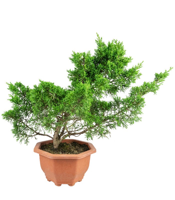 Ginepro Chinensis Bonsai giapponese | H 45 cm