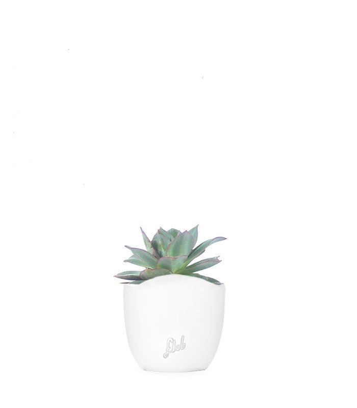 Echeveria subrigida