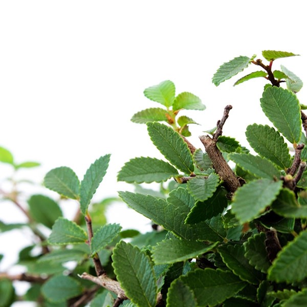 Olmo Zelkova S