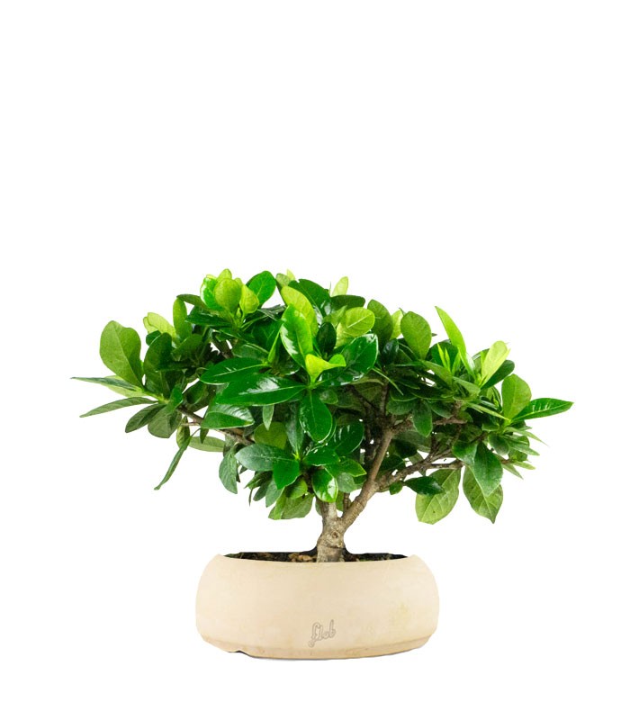 Bonsai di Gardenia H25 cm