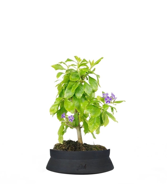 Bonsai di Duranta repens - Pianta fiorita di 5 anni