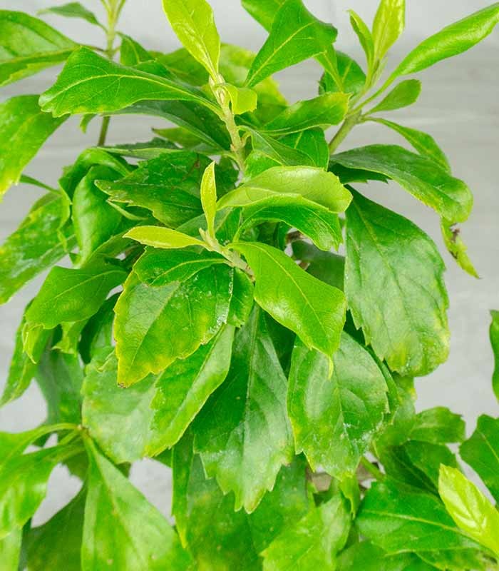 Bonsai di Duranta repens - Pianta fiorita di 5 anni