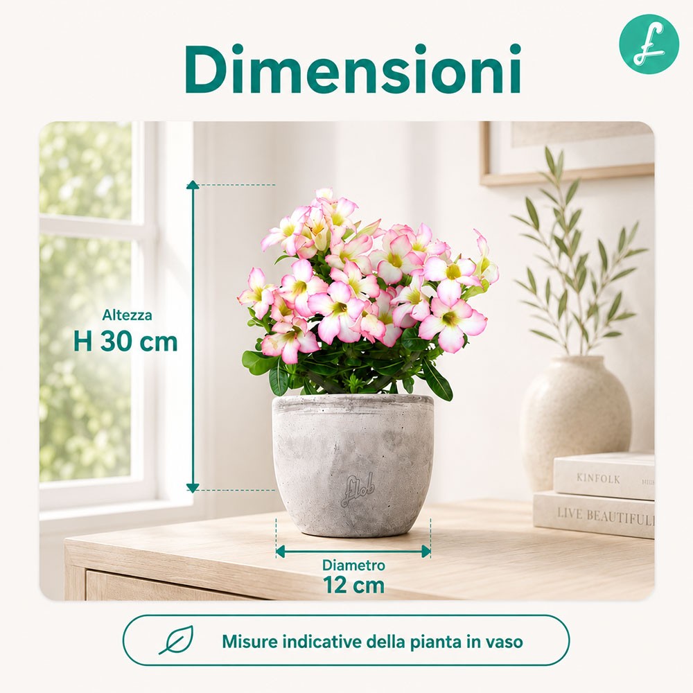 Rosa del deserto rosa | Adenium