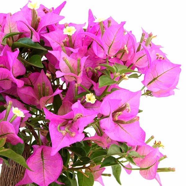 Bougainvillea