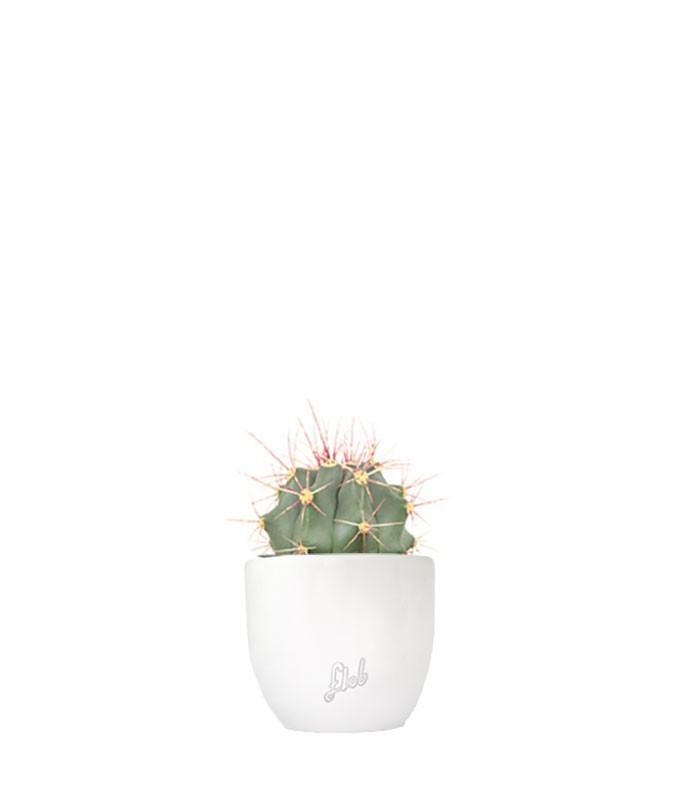Ferocactus glaucescens