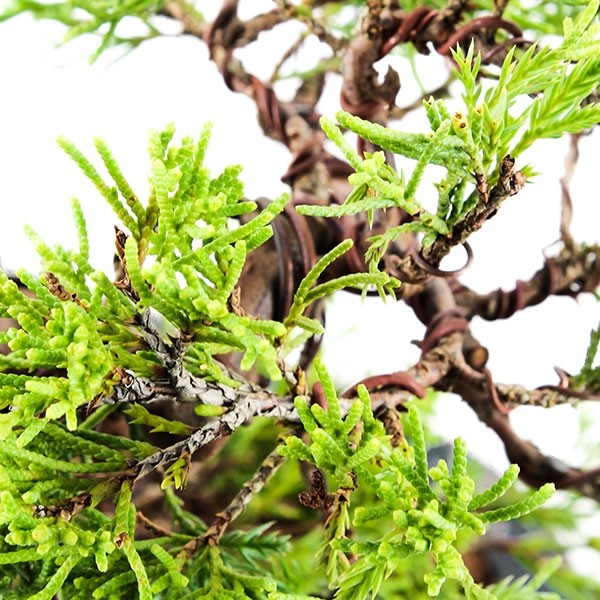 Juniperus Itoigawa semi cascata