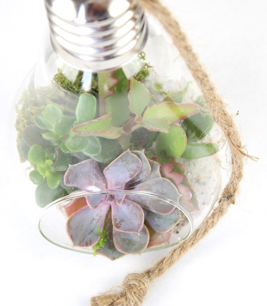 Lampadina Succulente