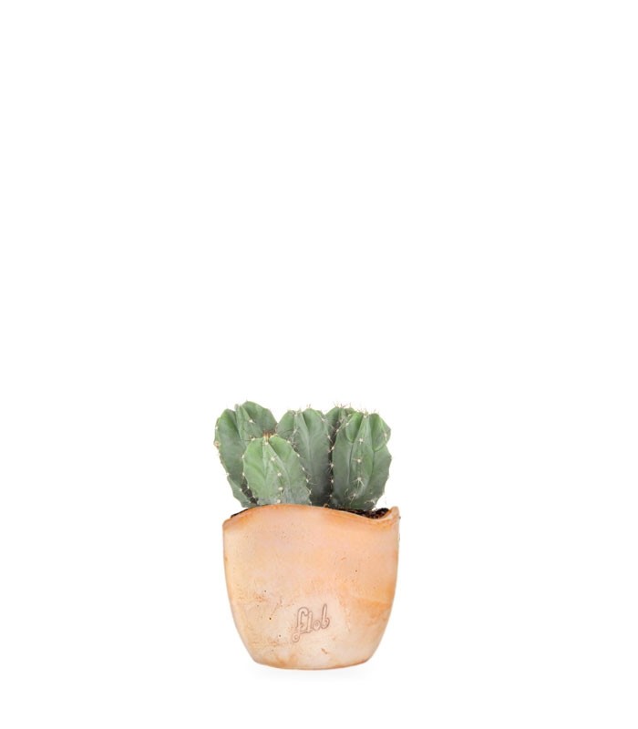 Notocactus