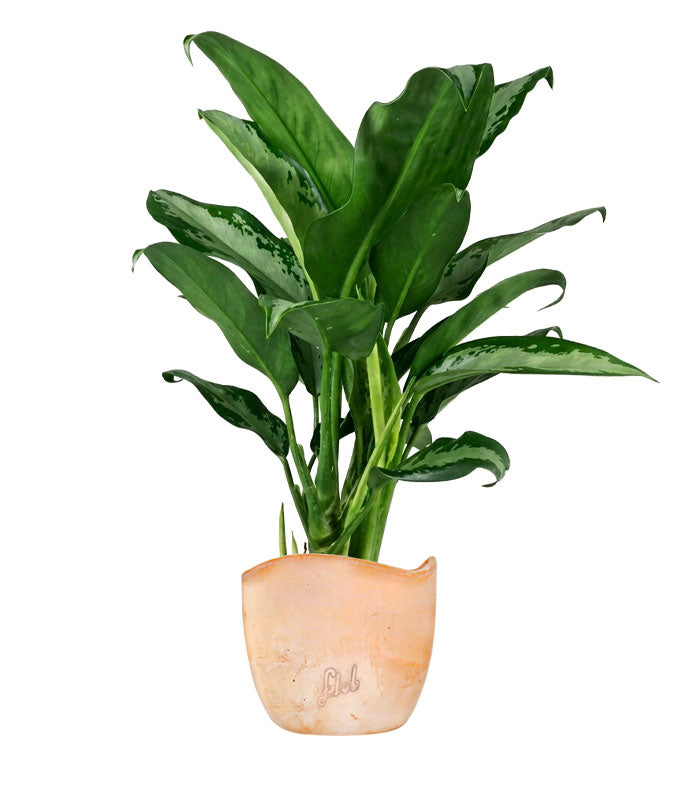 Aglaonema Juliette – Altezza 34 cm