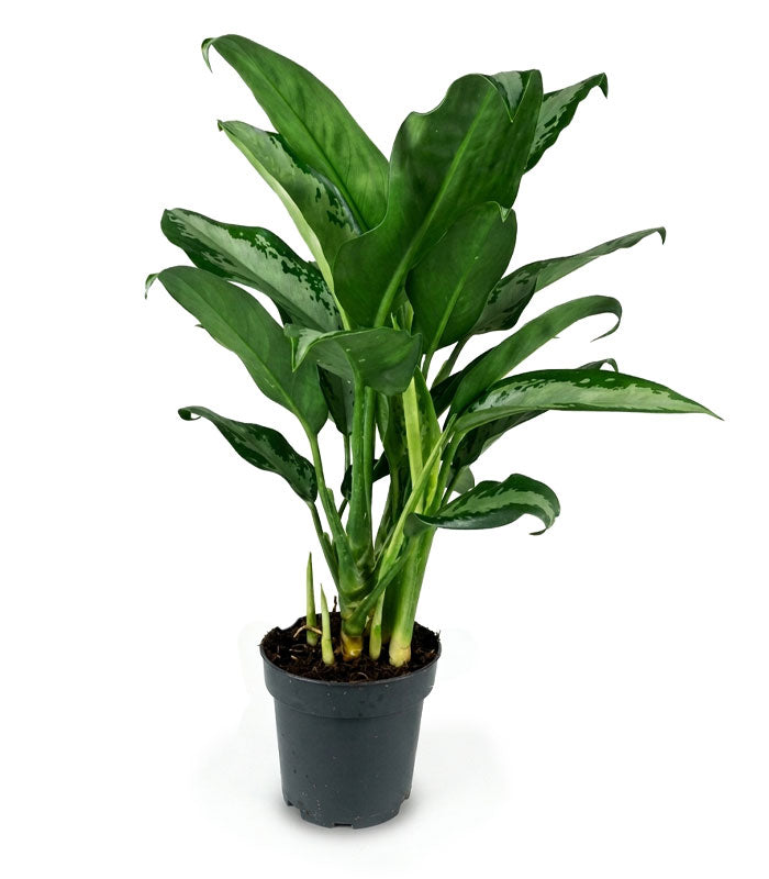 Aglaonema Juliette – Altezza 34 cm