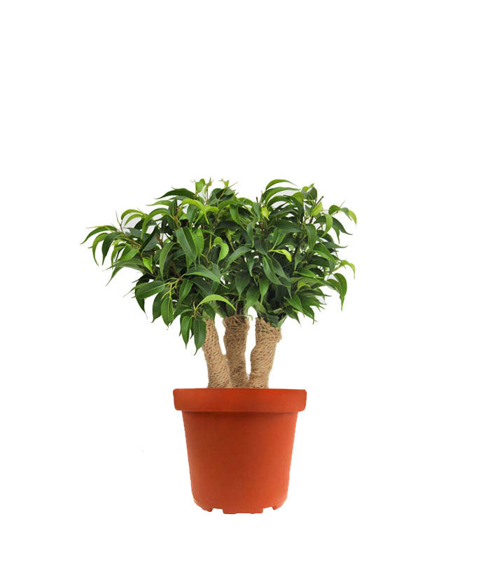 Ficus benjamin - forest