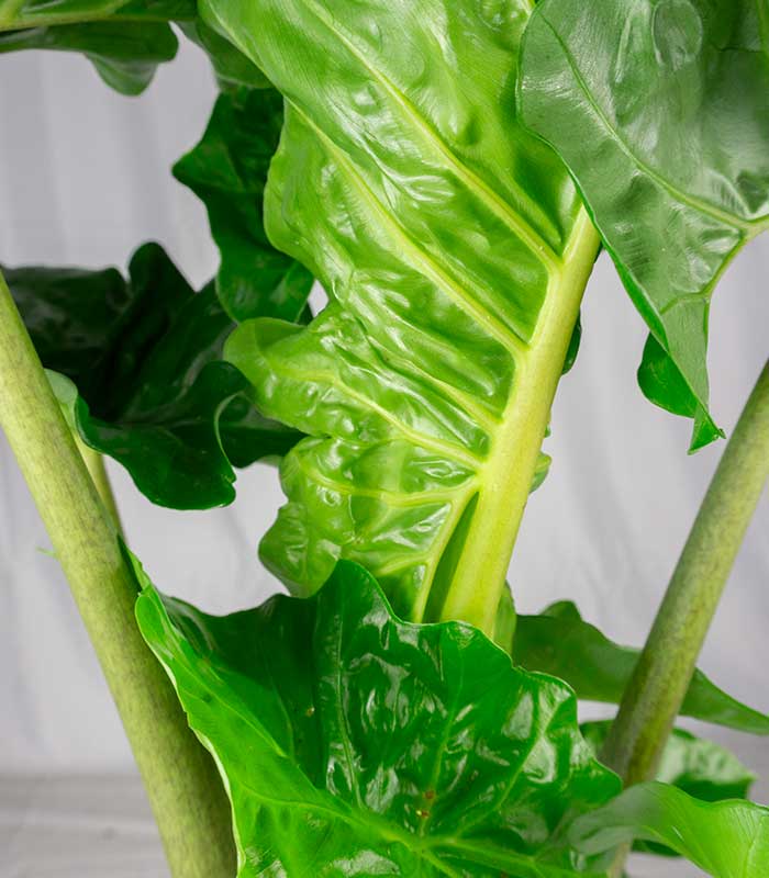Alocasia Low Rider | Vaso 17 cm, altezza 65 cm