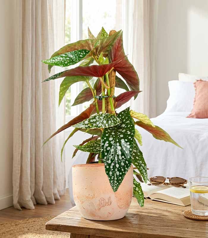 Begonia Maculata su Palo – Altezza 45 cm