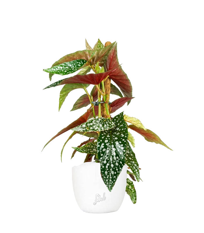 Begonia Maculata su Palo – Altezza 45 cm