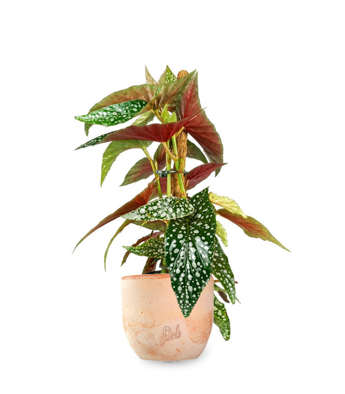 Begonia Maculata su Palo – Altezza 45 cm