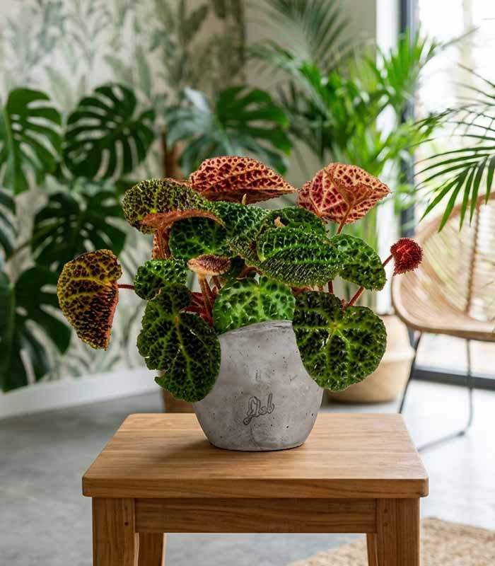 Begonia Rex Ferox