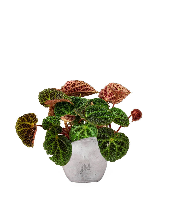 Begonia Rex Ferox
