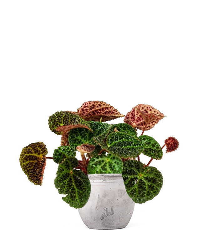 Begonia Rex Ferox