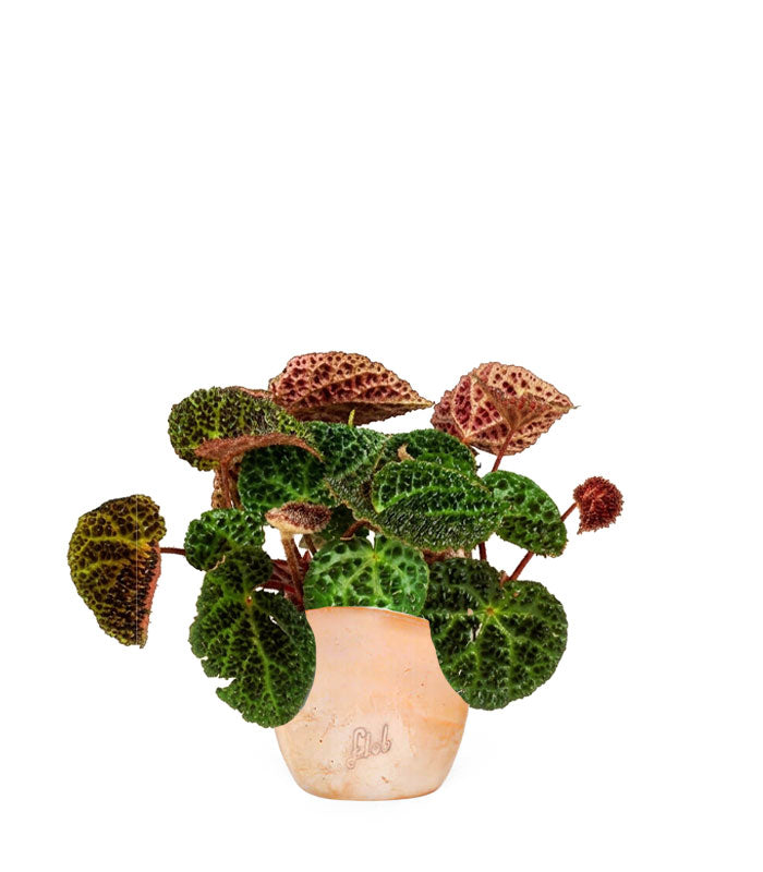 Begonia Rex Ferox
