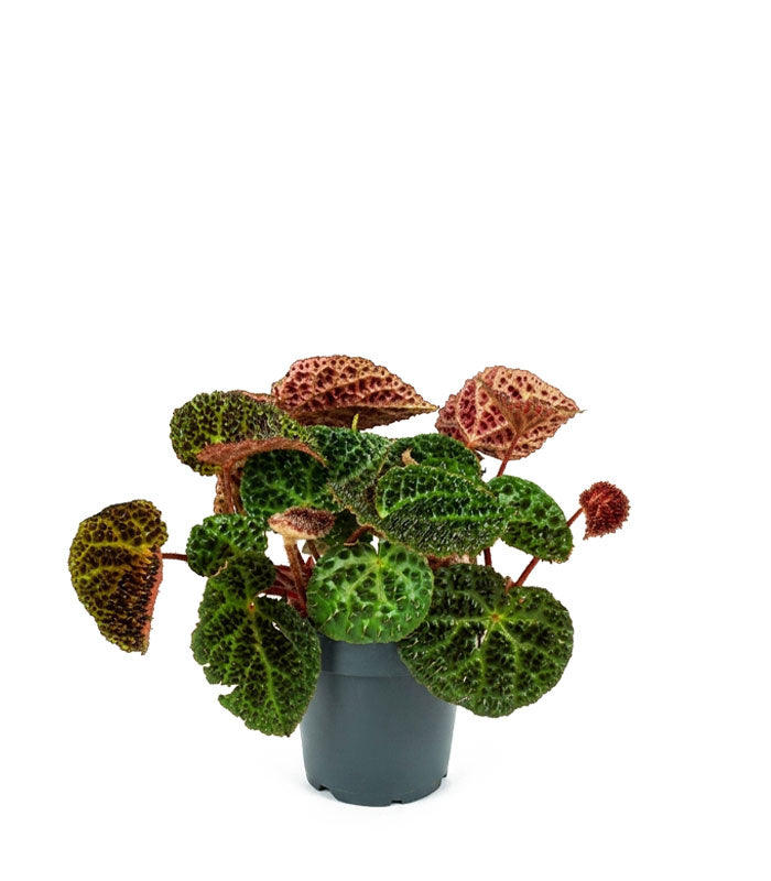 Begonia Rex Ferox