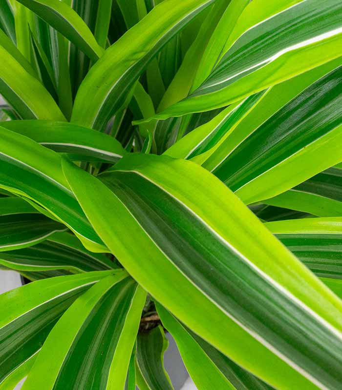 Dracena Fragrans Lemon Lime – Altezza 55 cm