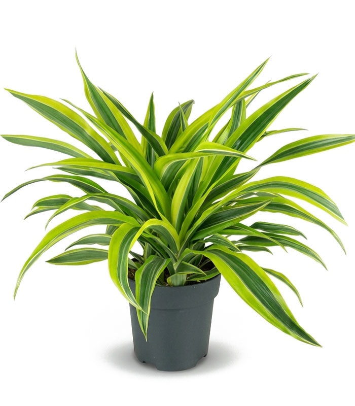 Dracena Fragrans Lemon Lime – Altezza 55 cm