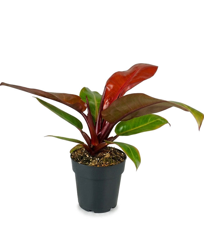Filodendro Prince of Orange