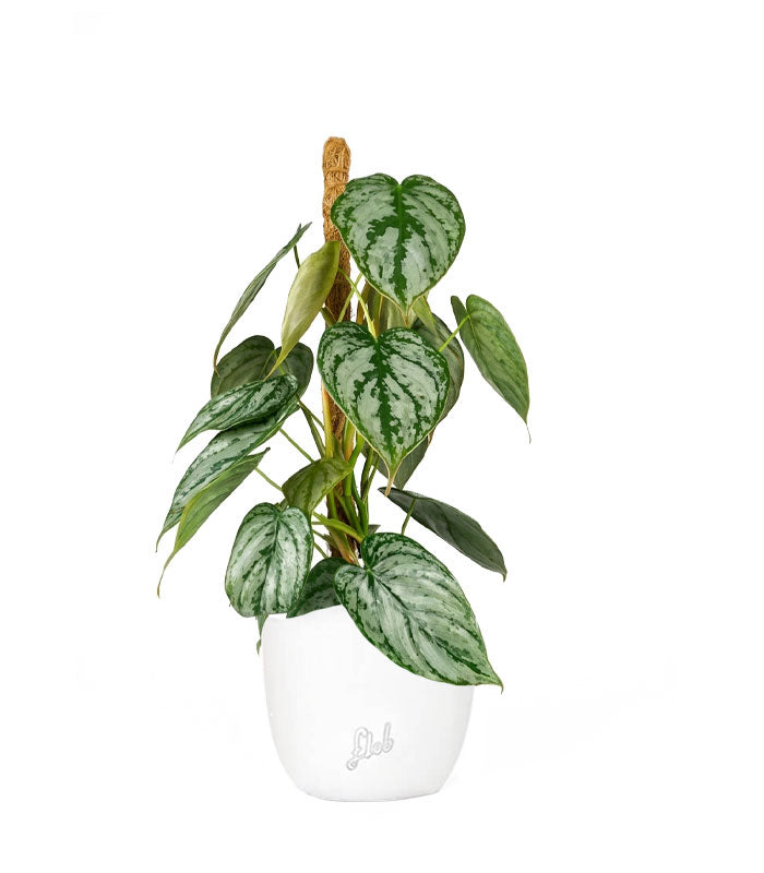 Scindapsus su Palo – Altezza 45 cm