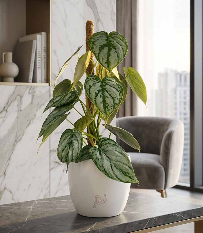 Scindapsus su Palo – Altezza 45 cm
