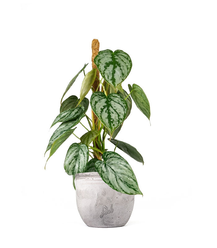 Scindapsus su Palo – Altezza 45 cm