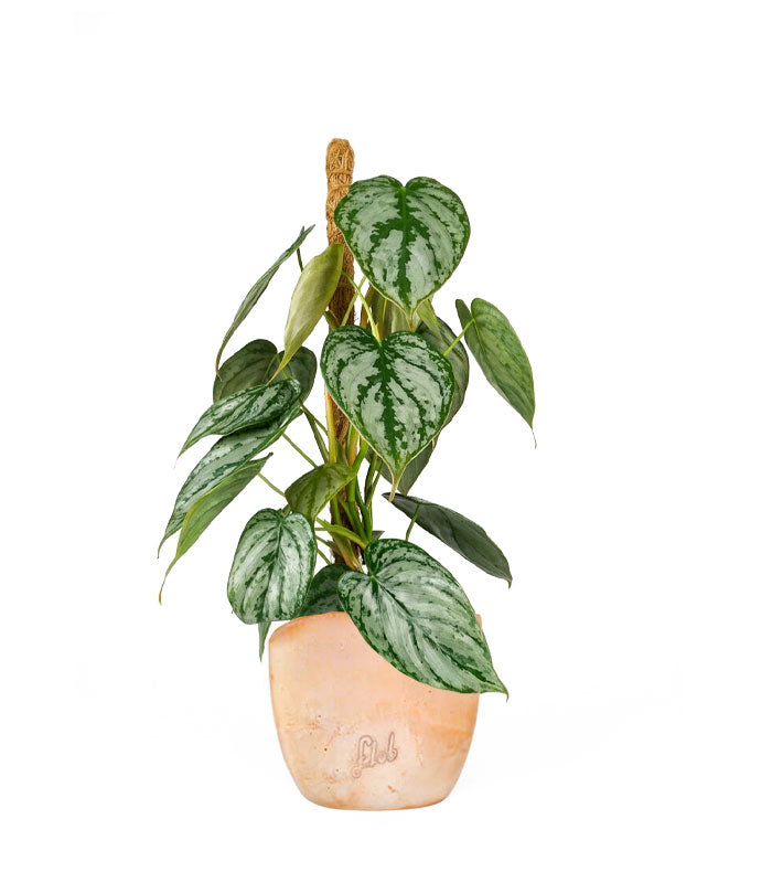 Scindapsus su Palo – Altezza 45 cm