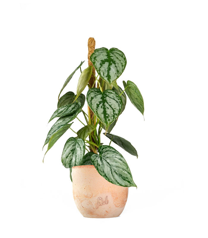 Scindapsus su Palo – Altezza 45 cm