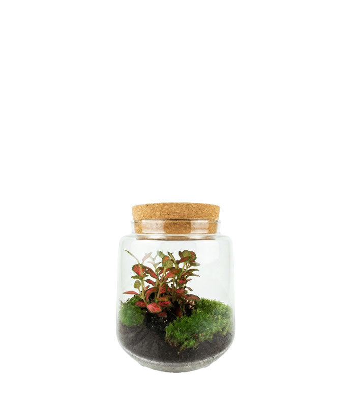 Terrario chiuso con Fittonia – Altezza 20 cm