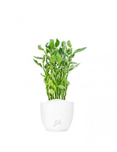 Pedilanthus tithymaloides