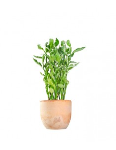 Pedilanthus tithymaloides 2