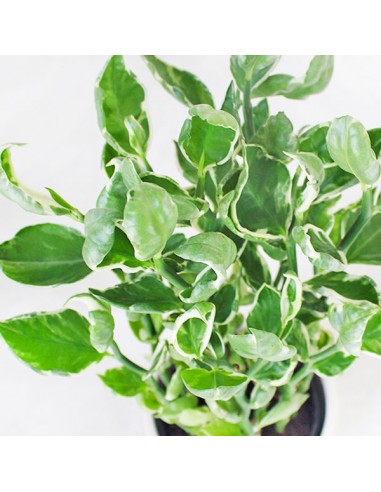 Pedilanthus tithymaloides