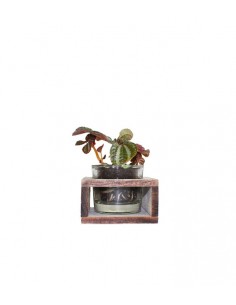 Peperomia con supporto in...